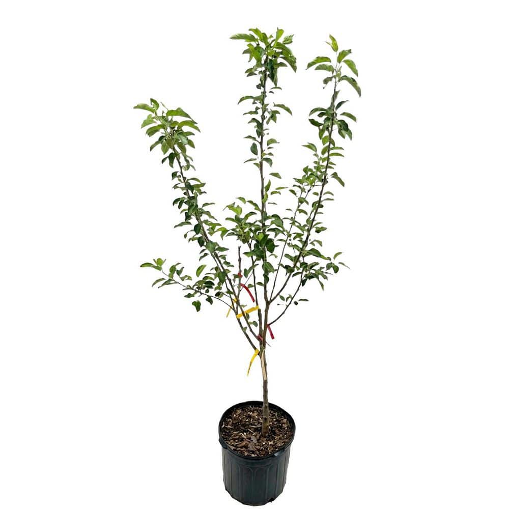 7 gal. 5-1 Apple Tree APPFIV07G - The Home Depot