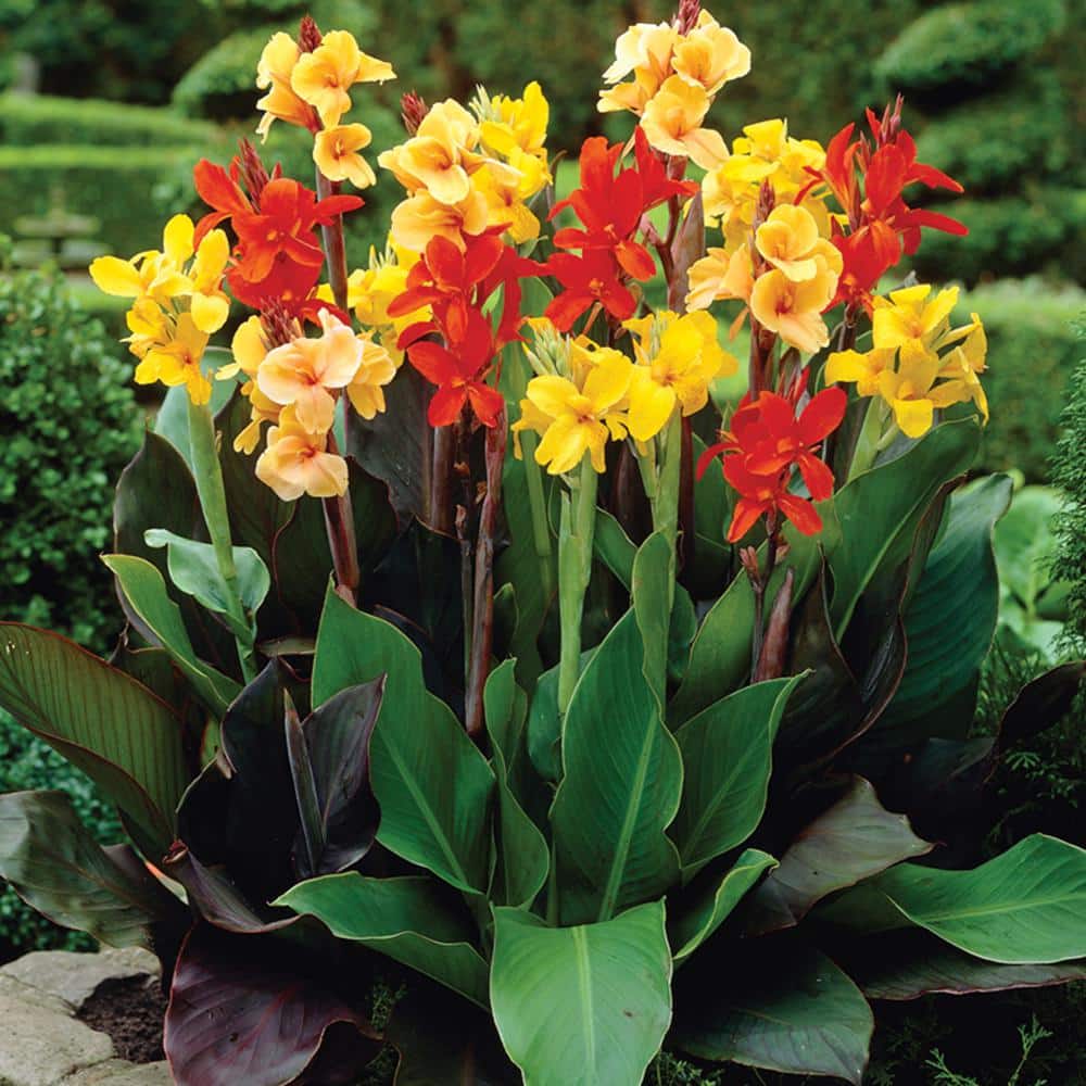 黃美珍 Jane Huang ジェーン・ホアン CD 2セット Cannova® Bronze Orange Canna Lily - Monrovia – Armstrong Garden