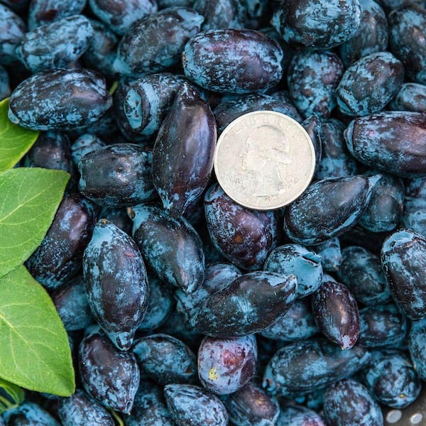 1 Gal. Pot, Kawai Honeyberry Bush Potted Fruit Bearing Plant (1-Pack)