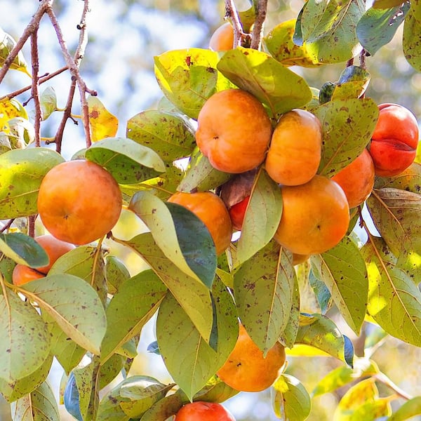 Fuyu Jiro Persimmon Non Astringent Fruit Tree