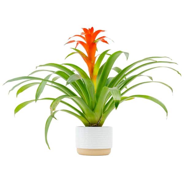 Grower's Choice Bromeliad Indoor Plant in 6 in. Decor Planter, Average Shipping Height 1-2 ft. Tall