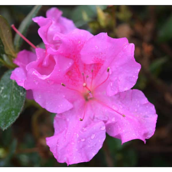 Vigoro 2 Gal. Augusta Echo Azalea Shrub with Bright Pink