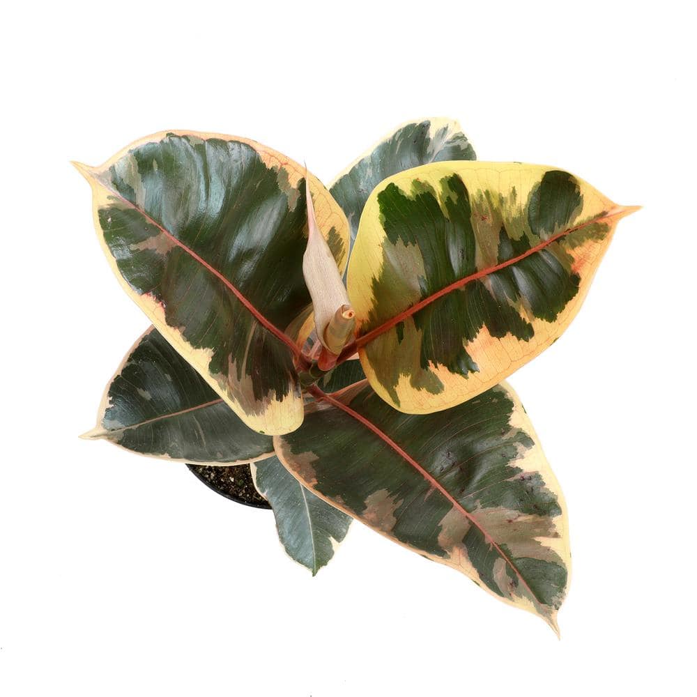 Variegated Ficus Tineke Rubber Tree in Black Plastic Pot