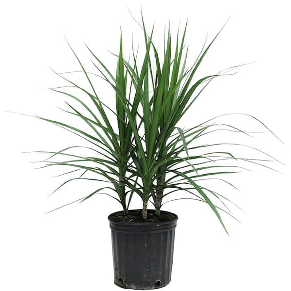 Costa Farms Marginata Bush Indoor Plant in 8.75 in. Grower Pot, Avg. Shipping Height 2-3 ft. Tall