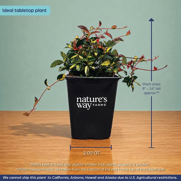 NATURE'S WAY FARMS 2 qt. Summer Sunset Minima Jasmine Flowering