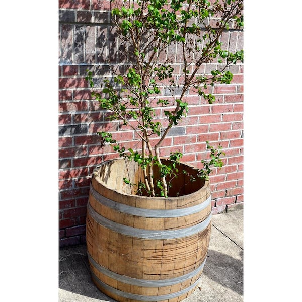 27 in. W 28 in. H Tall Wine Barrel Planter
