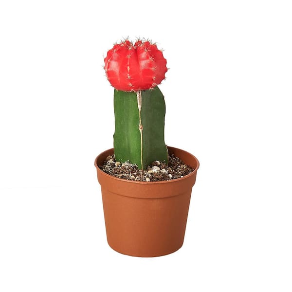 Unbranded Red Graft Cactus Succulent Plant in 3 in. Grower Pot