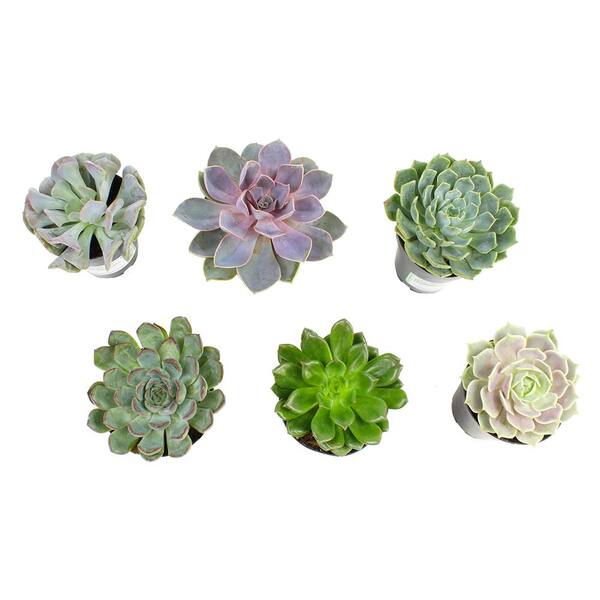 SMART PLANET 9 cm Echeveria Plant Assortment (6-Pack) 0880060 - The Home  Depot