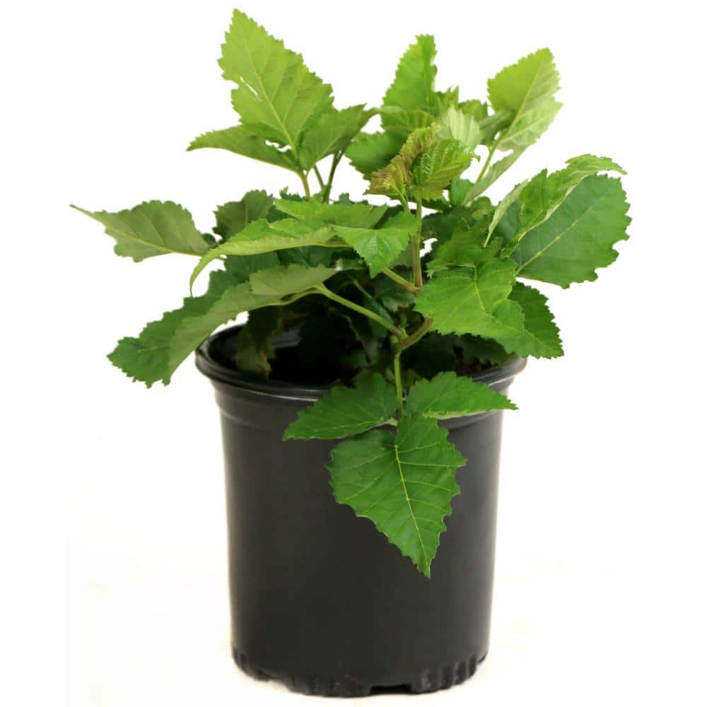 national PLANT NETWORK Freedom Thornless Blackberry (Rubus) in 8 in. Grower Container (1-Plant) -  HD7745