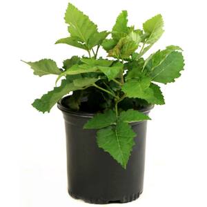 Freedom Thornless Blackberry (Rubus) in 8 in. Grower Container (1-Plant)