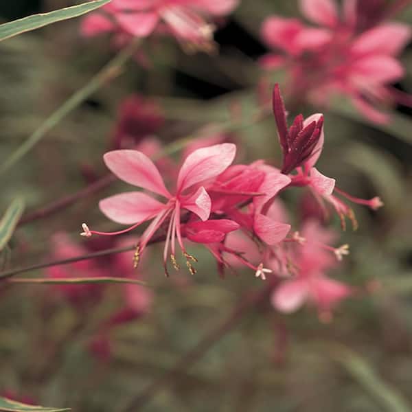 METROLINA GREENHOUSES 2.5 Qt. Belleza Dark Pink Beeblossom Gaura Plant