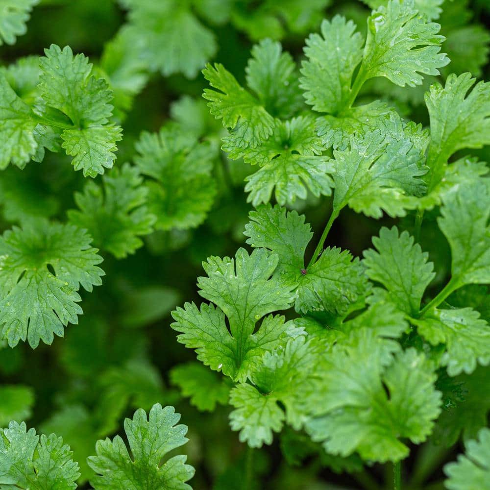 Fresh Green Cilantro Herb Plant 2-Pack