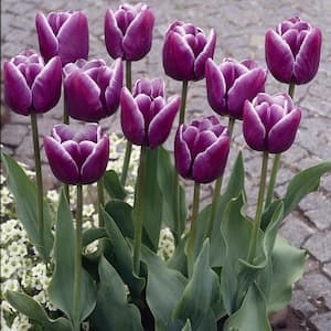 50Pcs Black-Purple Tulip Bulbs Root Flowers Balcony Perennial Home Plants G C2P3 