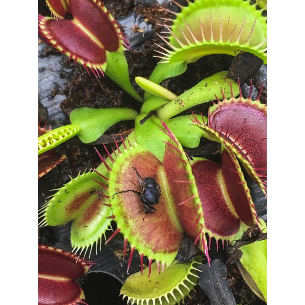 Small Green Venus Fly Trap in Black Grower Pot