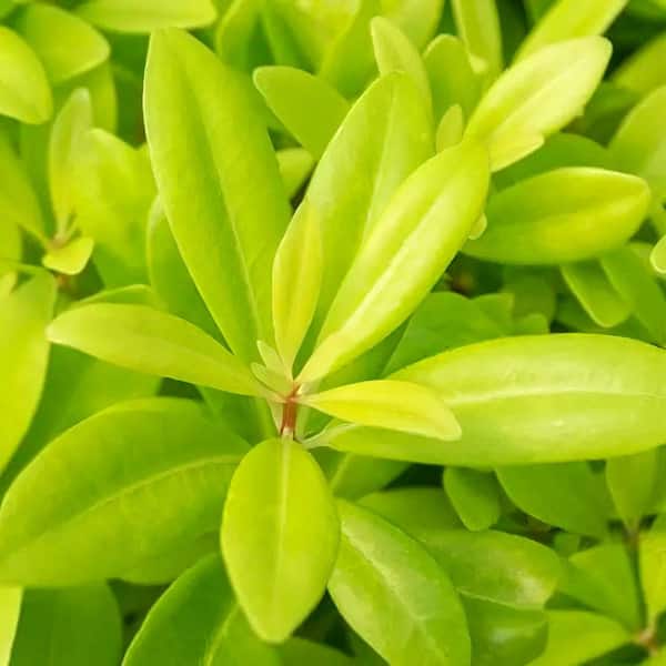 national PLANT NETWORK 3 gal. Illicium Florida Sunshine Anise