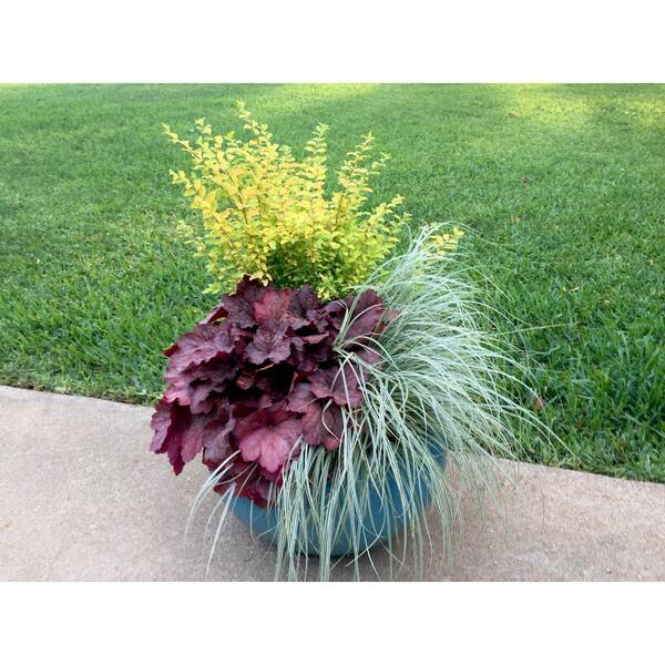 green leaves SOUTHERN LIVING 2.5 Qt. Evercolor Everest Carex (Sedge Grass) Live