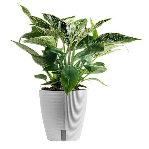 Philodendron Birkin Indoor Plant in 6 in. Self-Watering Decor Pot, Average Shipping Height 1-2 ft. Tall