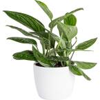 6 in. Trending Tropicals Green Galaxy Monstera Plant in White Decor Pot