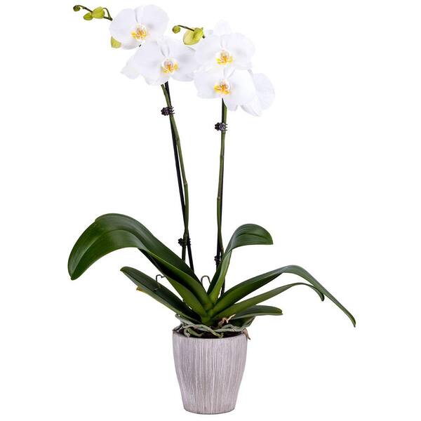 DecoBlooms 5 in. Orchid White in Container DB8984 - The Home Depot