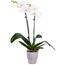 DecoBlooms 5 In. Orchid Green In Bare Roots DB9073 - The Home Depot