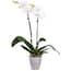DecoBlooms 5 in. Orchid Green in Bare Roots-DB9073 - The Home Depot