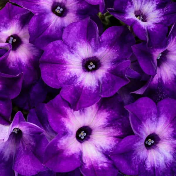 4.25 in. Eco+ Grande Supertunia Blue Tiara (Petunia Hybrid) Live Annual Plant with Purple Flowers 4-Pack