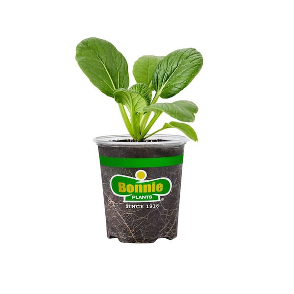 Tat Soi 19.3 oz. Live Plant