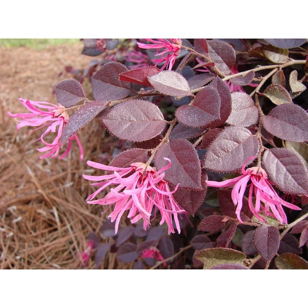 Fringed Pink Flower Ribbon - 3/8