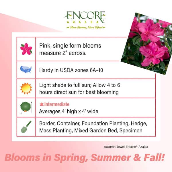 1 Gal. Autumn Jewel Shrub with Small Magenta Pink Reblooming Flowers