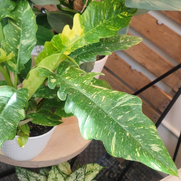 ALTMAN PLANTS Variegated Philodendron Ring of Fire Indoor Houseplant in 6 in. Grower Pot 0881613