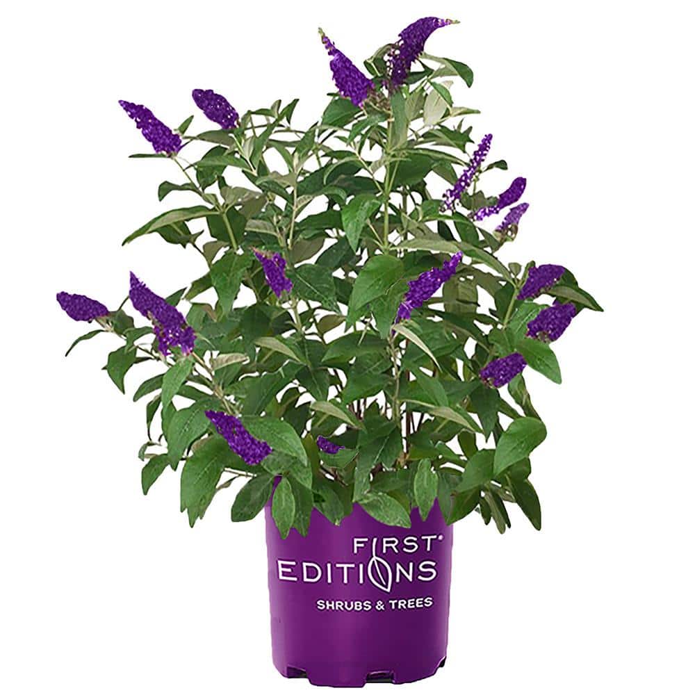FIRST EDITIONS 3 Gal. Groovy Grape Butterfly Bush Flowering Shrub