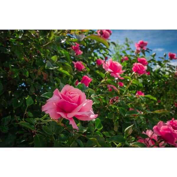 1 Gal. Pink Princess Brindabella Live Rose with Pink Flowers (1-Pack)