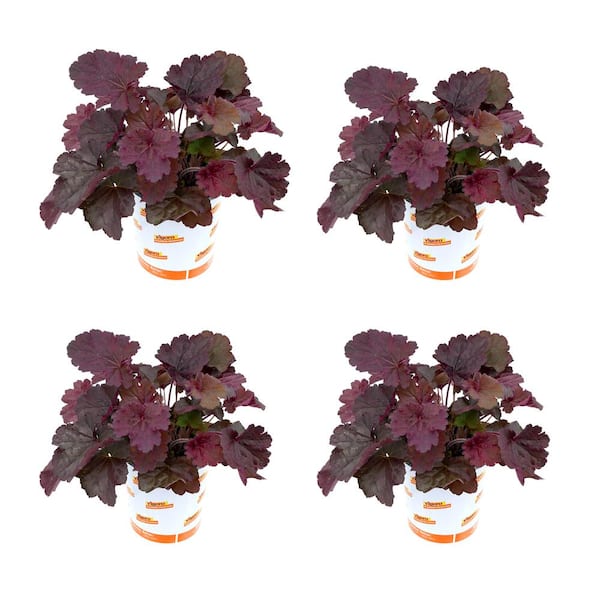 Vigoro 2.5 Qt. Perennial Heuchera Forever Purple (4-Pack)