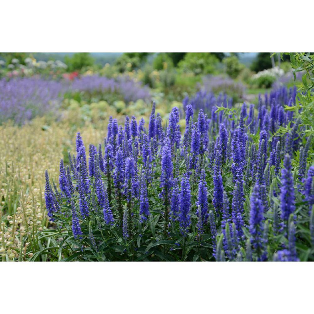 1 Gal. Veronica Plant 19624 The Home Depot