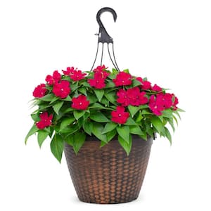 2 Gal. Compact Rose Glow SunPatiens Impatiens Outdoor Annual Plant with Deep Pink Flowers in 12 In. Hanging Basket