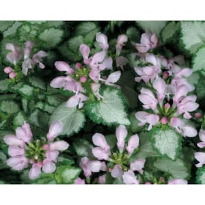 4.5 in. Qt. Pink Chablis Dead Nettle (Lamium) Live Plant, Pink Flowers and Silver and Green Foliage
