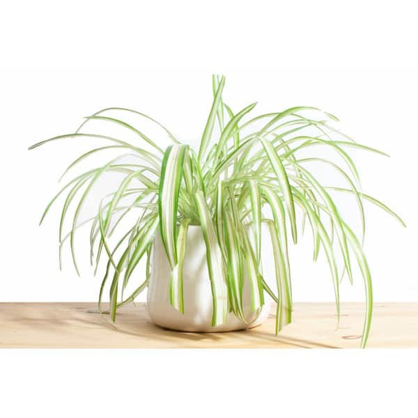 Curly Spider Plant bonnie Starter Plant ALL STARTER PLANTS 