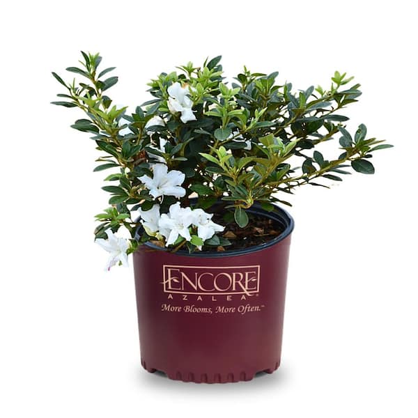 ENCORE AZALEA 1 Gal. Encore Autum Lily Azalea Shrub with White ...