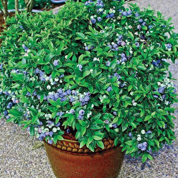 Direct Gardening Tophat Dwarf Blueberry Bush Potted Fruit Bearing