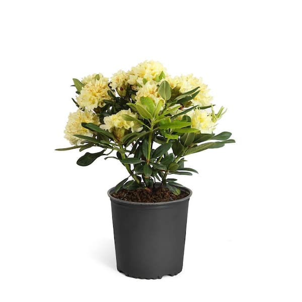 Brighter Blooms 3 Gal. Yellow Rhododendron Flowering Shrub