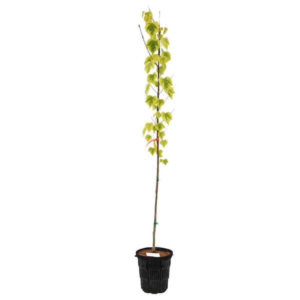 2 gal. Claim Jumper Deciduous Katsura Tree KATCLA02GH - The Home Depot