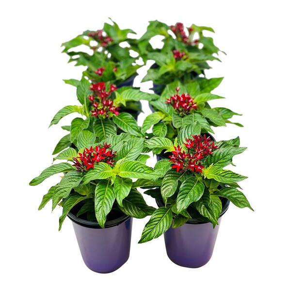 Pure Beauty Farms 1 38 Pt Penta Plant Red Flowers In 4 5 In Grower S Pot 8 Plants Dc45pentared8 The Home Depot