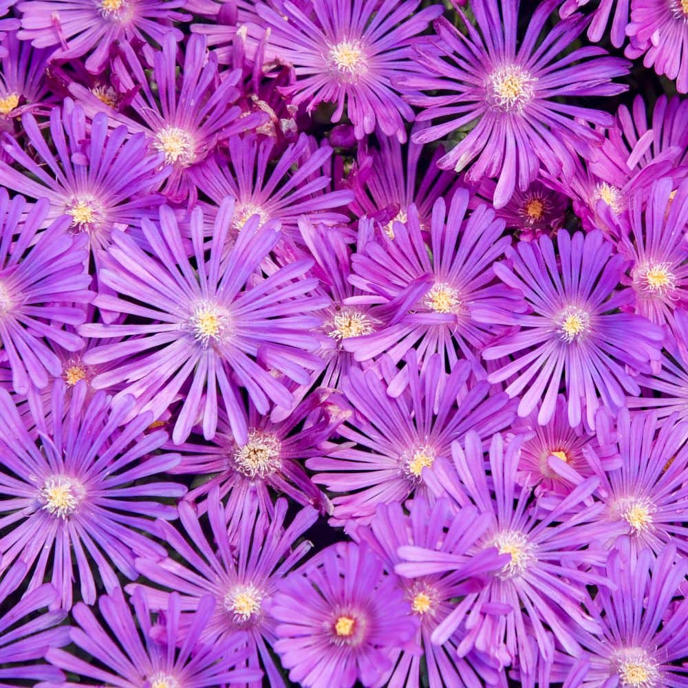 Proven Winners 0.65 Gal. Kaleidoscope Orchid Flash Hardy Ice Plant