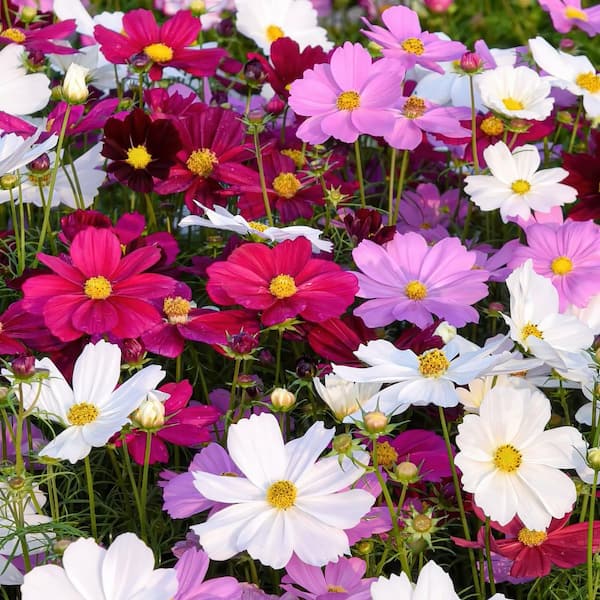 national PLANT NETWORK 3.5 in. Cosmos Pollinator Plant Seed Grow Kit