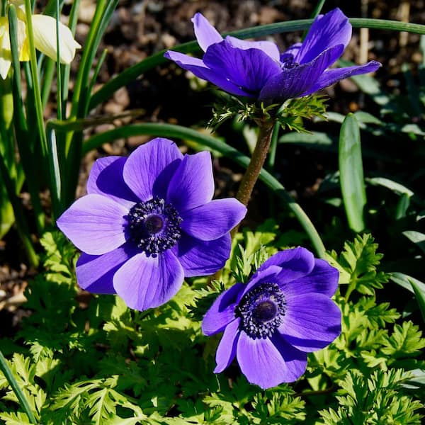 VAN ZYVERDEN Wind Flowers Anemones Darkest Blue Bulbs (Set of 25