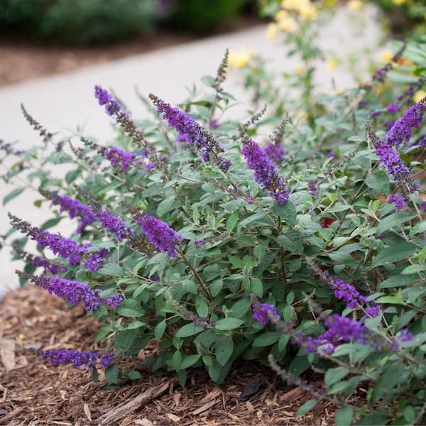 4.5 in. Qt. Lo and behold 'Blue Chip Jr.' Butterfly Bush (Buddleia) Live Shrub, Blue-Purple Flowers