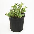 2.5 Qt. Carissa Holly Plant