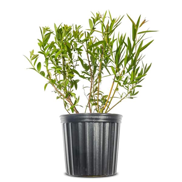 Perfect Plants Live Pink Lemonade Blueberry Fruit Plant 1 Gal.