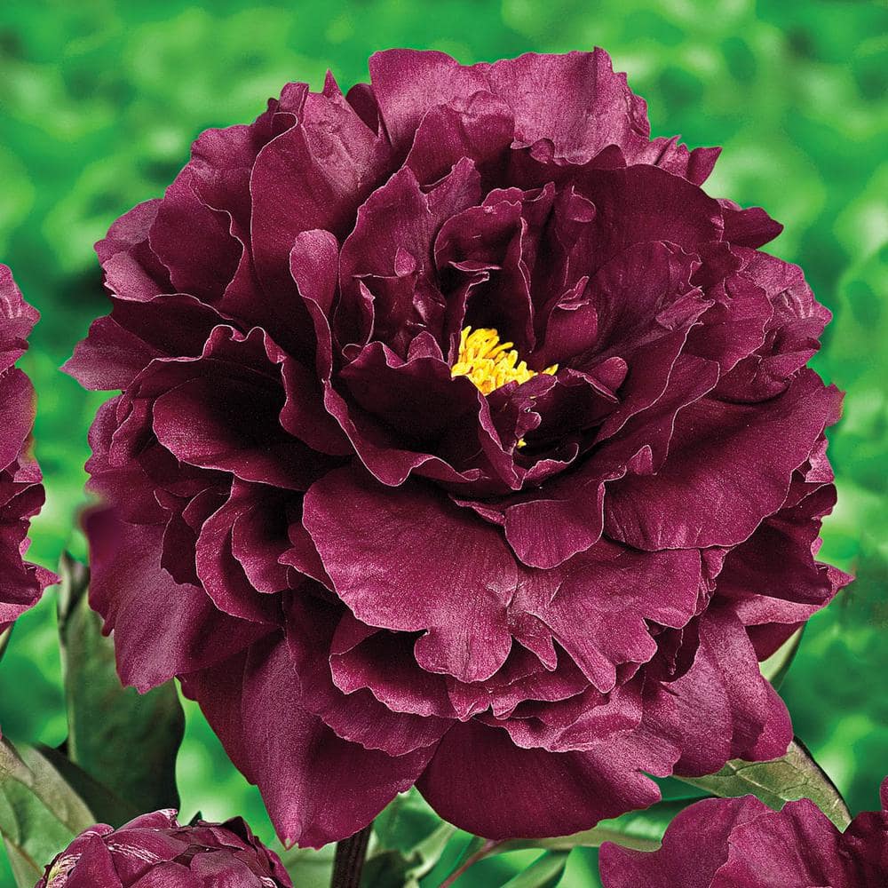 Spring Hill Nurseries Purple Flowers Nightlife Peony Paeonia Live Bareroot Perennial Plant 1 Pack The Home Depot