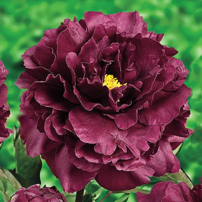 Peony - Perennials - Garden Flowers - The Home Depot